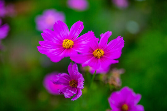 pink flower in the garden