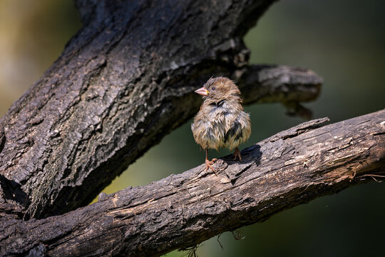 Small house sparrow, Passer domesticus, perching on a mossy branch in natural habitat