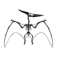 Pteranodon dinosaur skeleton vector silhouette of extinct flying reptile fossil © Sopian