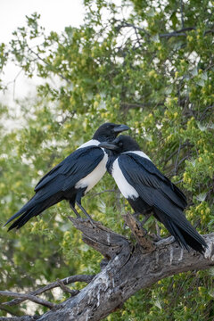 Two Pied Crows Perched Together on a Dead Branch