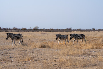 Three Zebras Walking Across Dry Savanna Grassland © Noa Amel