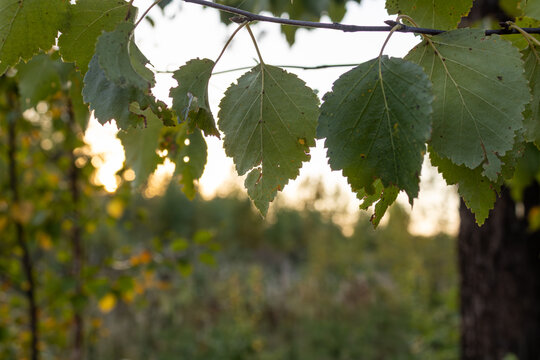 Close-up of hanging green birch leaves on a twig against a warm blurred sunset sky in the forest. Peaceful natural evening background.