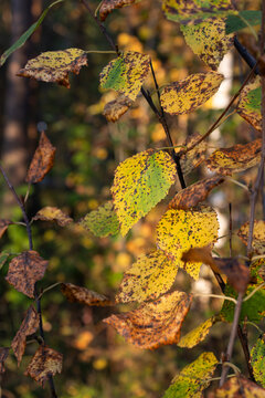 Close-up of colorful autumn birch leaves with speckled dots turning from green to yellow and brown. Natural seasonal foliage in forest.