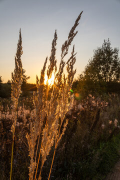 Golden wild grass spikelets glowing in direct sunset light with lens flare in an autumn field. Peaceful rustic nature landscape at dusk.