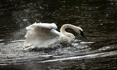 swan in the water © Florens