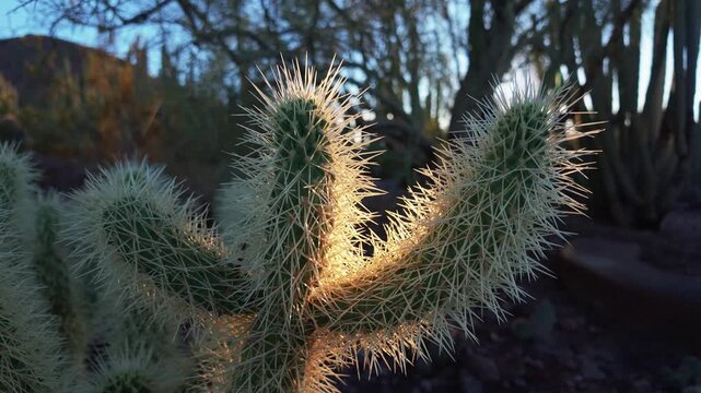 Backlit teddy bear cholla cactus with glowing golden spines and sun flare