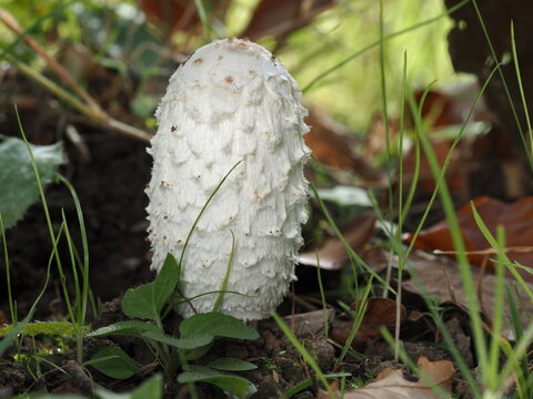 Schopftintling, Coprinus comatus