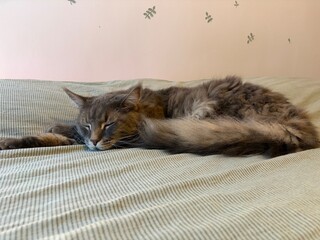 cat lying on the bed © Dolores