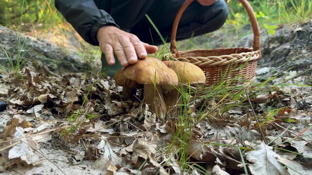 Picking mushrooms in the forest. Selective focus.