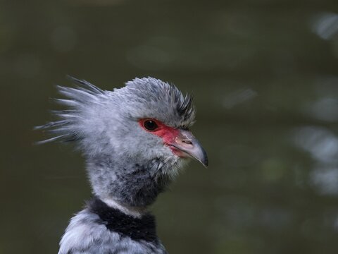 Southern screamer (Chauna torquata)