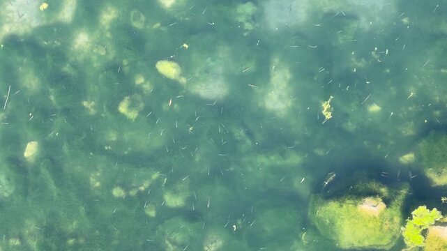 fish in the water, Top view of small fish swimming in clear pond water with sunlight reflections and green aquatic plants