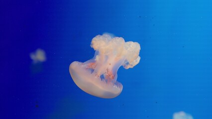 A translucent jellyfish floats gracefully through deep blue water, a mesmerizing and serene display of bioluminescent beauty in a tranquil marine environment. © HarryKiiM Stock