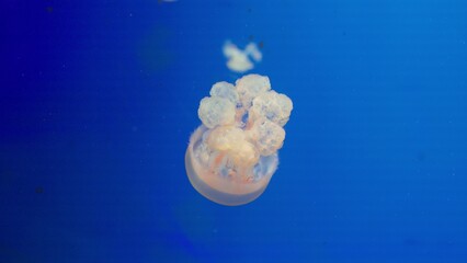 A translucent jellyfish floats gracefully through deep blue water, a mesmerizing and serene display of bioluminescent beauty in a tranquil marine environment. © HarryKiiM Stock