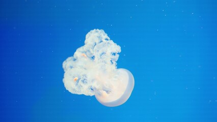 A majestic jellyfish swims through the deep blue water, a beautiful example of aquatic life representing the serenity and mystery of the underwater marine world. © HarryKiiM Stock