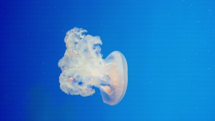 A majestic jellyfish swims through the deep blue water, a beautiful example of aquatic life representing the serenity and mystery of the underwater marine world. © HarryKiiM Stock