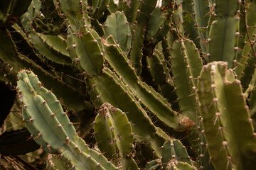 cactus / cactos © MoitaFotos