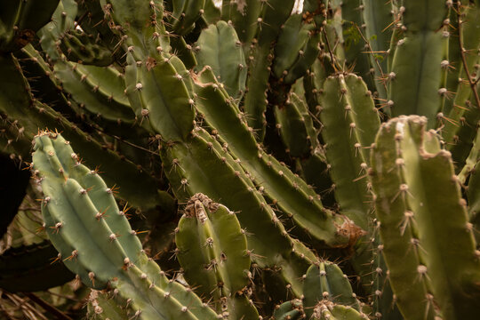 cactus / cactos