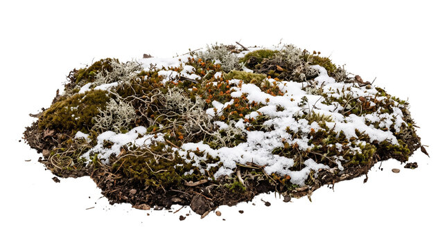Natural forest moss covered in snow isolated on white background, winter forest soil mound with green moss and lichen cutout, organic winter ground patch