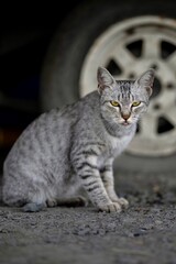 Adorable Cat looking to camera. © Phannasit
