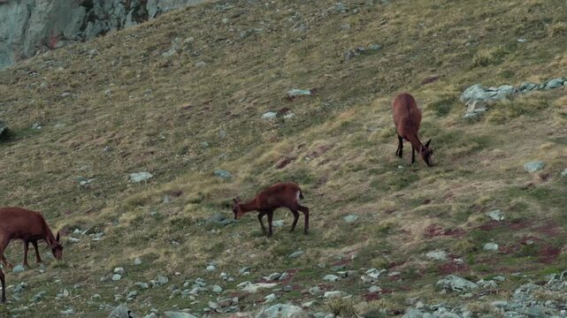 Cantabrian chamois grazing on a steep mountain slope