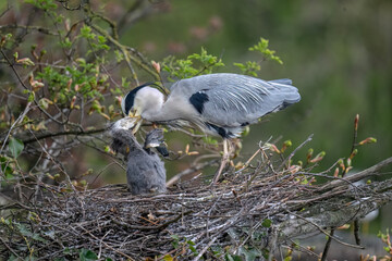 Herons nest with adult and chicks © Digital Nature 