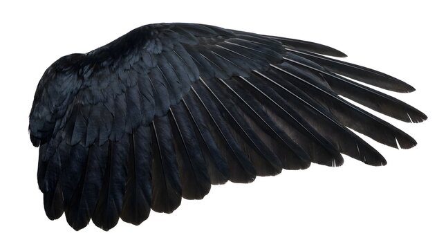 A single black bird wing with detailed feathers. The wing is spread open, showcasing the texture and structure of the flight feathers.