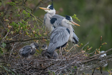 Herons nest with adult and chicks © Digital Nature 