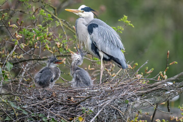 Herons nest with adult and chicks © Digital Nature 