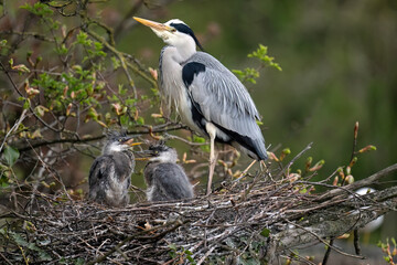 Herons nest with adult and chicks © Digital Nature 