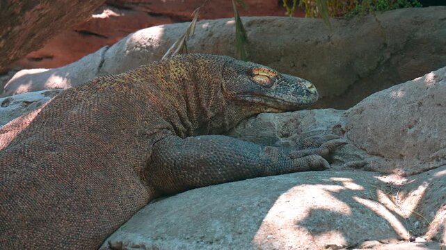 close up of a komodo dragon