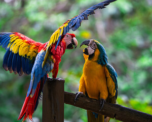 Scarlet Macaw displaying wings next to Blue and Yellow Macaw © Cristian.riosg