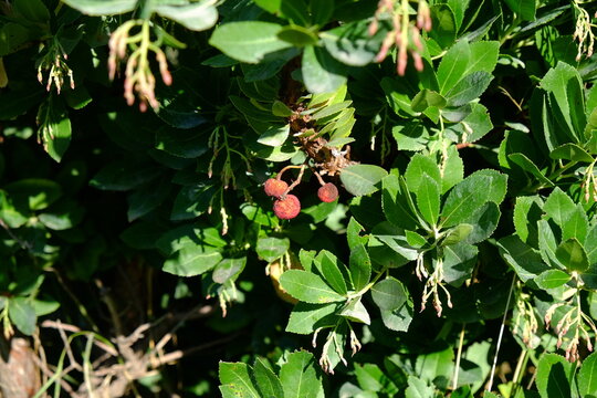 Arbouses, parc de la Moline, Marseille, France