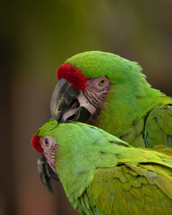 Pair of Military Macaws Grooming Close Up  © Cristian.riosg