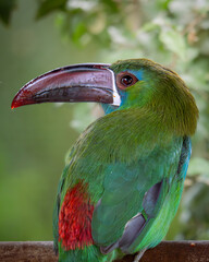 Crimson-rumped Toucanet Profile Portrait  © Cristian.riosg
