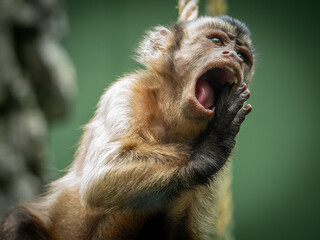 Capuchin Monkey Yawning or Calling Closeup  © Cristian.riosg