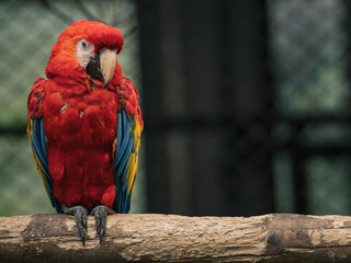 Scarlet Macaw Perched on Wooden Log Full Body  © Cristian.riosg