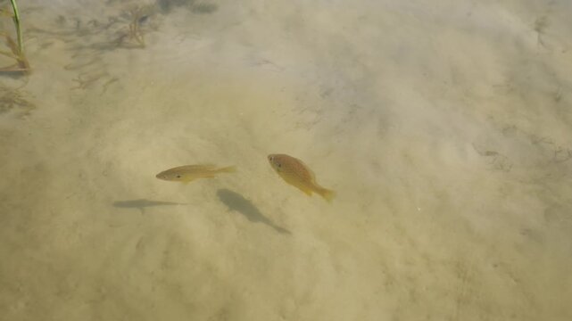 Two small freshwater fish swim together over a bright sandy bottom in shallow clear water. Direct daylight illuminates the ripples and casts sharp shadows across the lakebed.