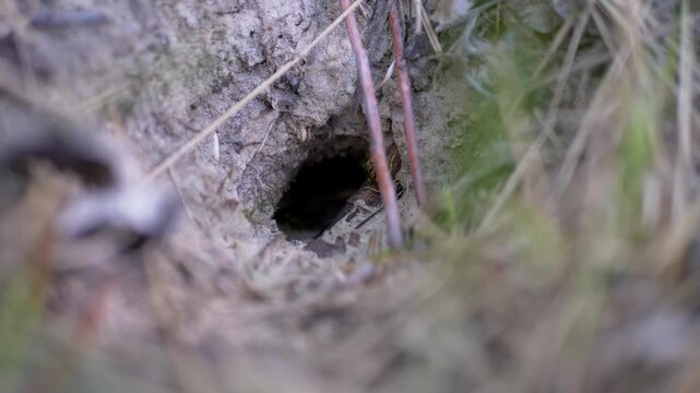 European hornets enter an underground nest in forest soil during sunny daylight. Macro details reveal dry soil texture, brittle twigs, and grass surrounding the dark opening.