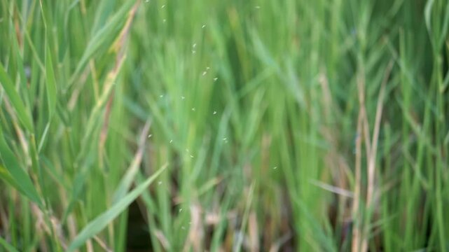 Swarm of midges flying over green reed grass in natural sunlight. Soft daylight illuminates the hovering insects against lush wetland foliage in shallow focus.