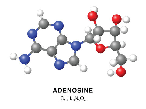 Adenosine molecular structure 3d representation. Vector Illustration