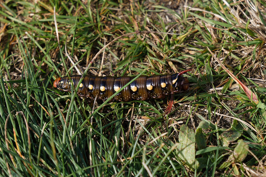 Spurge Hawk Moth Caterpillar Crawling Through Green Grass