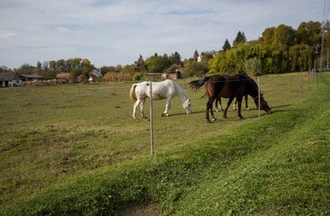 Scenic landscape of rolling hills and green pastures with horses grazing in the distance in Zala county, Hungary. © FazekasE