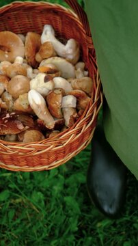 Picking mushrooms in the forest. Selective focus.