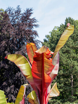 Abyssinian red banana (Ensete ventricosum 'Maurelii'), tropical plant with huge, reddish leaves paddle-shaped  that provides a spectacular display on a terrace.
