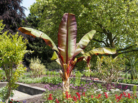 Ensete ventricosum 'Maurelii'| Ethiopian black banana or enset, ornamental tropical plant endowed of  thick and robust pseudo-trunk bottle-shaped, with large, compact basal leaves with central vein