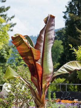  Ensete ventricosum - Ethiopian Black Banana. Robust plant  offering large, decorative, reddish, paddle-shaped leaves with a central vein around a false trunk, bottle-shaped adorning botanical garden