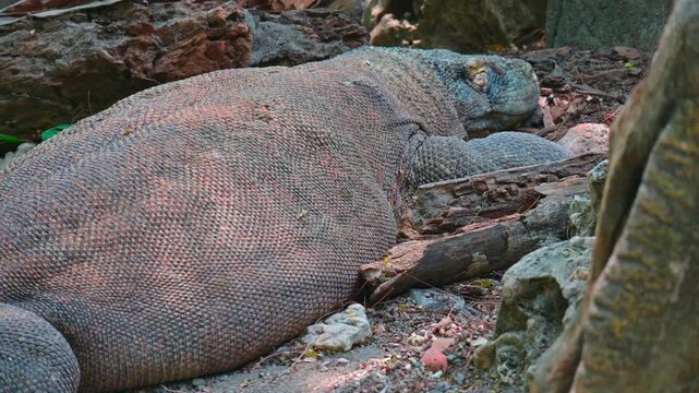 potrait of a komodo dragon
