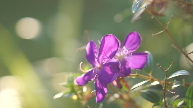 Close up of purple tibouchina flower with bokeh background