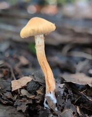 Close-up of a tiny slender orange fungus in autumn forest © Kajtoch