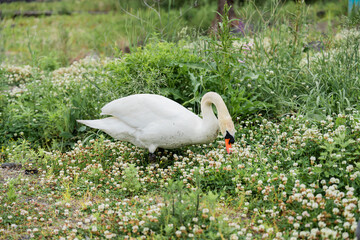 White swans foraging for food in a natural grassy field. © Chalearmrat